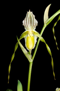 Paphiopedilum Temptation Seagraves AM/AOS 80 pts.